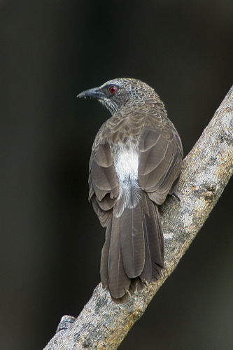 White-rumped babbler